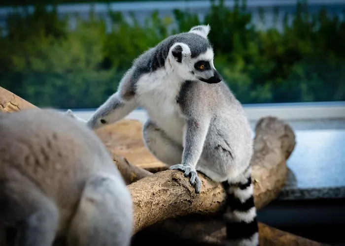 Silver - - Gory Sowie アパート グウシツァ